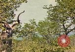 Image of gazelles Sub Saharan Africa, 1958, second 37 stock footage video 65675058734