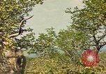 Image of gazelles Sub Saharan Africa, 1958, second 38 stock footage video 65675058734