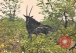 Image of gazelles Sub Saharan Africa, 1958, second 39 stock footage video 65675058734