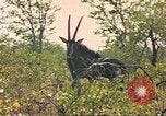 Image of gazelles Sub Saharan Africa, 1958, second 40 stock footage video 65675058734
