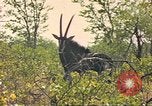 Image of gazelles Sub Saharan Africa, 1958, second 41 stock footage video 65675058734
