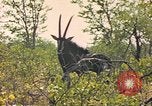 Image of gazelles Sub Saharan Africa, 1958, second 42 stock footage video 65675058734