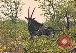 Image of gazelles Sub Saharan Africa, 1958, second 43 stock footage video 65675058734