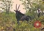 Image of gazelles Sub Saharan Africa, 1958, second 44 stock footage video 65675058734
