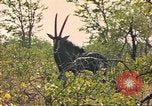 Image of gazelles Sub Saharan Africa, 1958, second 45 stock footage video 65675058734