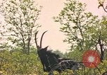 Image of gazelles Sub Saharan Africa, 1958, second 46 stock footage video 65675058734