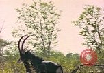 Image of gazelles Sub Saharan Africa, 1958, second 47 stock footage video 65675058734