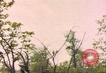 Image of gazelles Sub Saharan Africa, 1958, second 51 stock footage video 65675058734