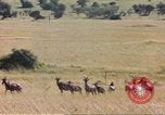 Image of gazelles Sub Saharan Africa, 1958, second 53 stock footage video 65675058734