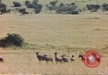 Image of gazelles Sub Saharan Africa, 1958, second 54 stock footage video 65675058734