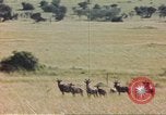 Image of gazelles Sub Saharan Africa, 1958, second 55 stock footage video 65675058734