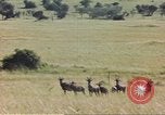 Image of gazelles Sub Saharan Africa, 1958, second 56 stock footage video 65675058734