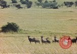 Image of gazelles Sub Saharan Africa, 1958, second 57 stock footage video 65675058734