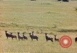 Image of gazelles Sub Saharan Africa, 1958, second 58 stock footage video 65675058734