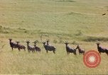 Image of gazelles Sub Saharan Africa, 1958, second 59 stock footage video 65675058734