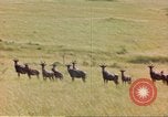 Image of gazelles Sub Saharan Africa, 1958, second 60 stock footage video 65675058734