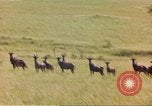 Image of gazelles Sub Saharan Africa, 1958, second 61 stock footage video 65675058734