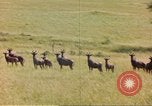 Image of gazelles Sub Saharan Africa, 1958, second 62 stock footage video 65675058734