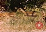 Image of gazelles Sub Saharan Africa, 1958, second 1 stock footage video 65675058735