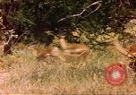 Image of gazelles Sub Saharan Africa, 1958, second 3 stock footage video 65675058735