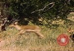 Image of gazelles Sub Saharan Africa, 1958, second 4 stock footage video 65675058735