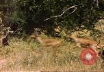 Image of gazelles Sub Saharan Africa, 1958, second 5 stock footage video 65675058735