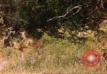 Image of gazelles Sub Saharan Africa, 1958, second 6 stock footage video 65675058735