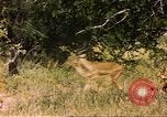 Image of gazelles Sub Saharan Africa, 1958, second 7 stock footage video 65675058735