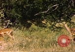 Image of gazelles Sub Saharan Africa, 1958, second 8 stock footage video 65675058735
