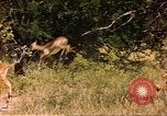 Image of gazelles Sub Saharan Africa, 1958, second 9 stock footage video 65675058735