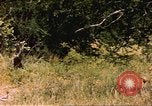 Image of gazelles Sub Saharan Africa, 1958, second 10 stock footage video 65675058735
