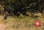 Image of gazelles Sub Saharan Africa, 1958, second 11 stock footage video 65675058735