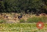 Image of gazelles Sub Saharan Africa, 1958, second 12 stock footage video 65675058735