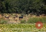 Image of gazelles Sub Saharan Africa, 1958, second 13 stock footage video 65675058735