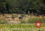 Image of gazelles Sub Saharan Africa, 1958, second 14 stock footage video 65675058735