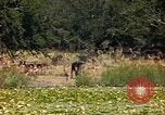 Image of gazelles Sub Saharan Africa, 1958, second 15 stock footage video 65675058735