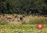 Image of gazelles Sub Saharan Africa, 1958, second 16 stock footage video 65675058735