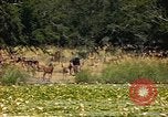 Image of gazelles Sub Saharan Africa, 1958, second 17 stock footage video 65675058735