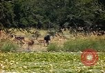 Image of gazelles Sub Saharan Africa, 1958, second 18 stock footage video 65675058735