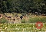 Image of gazelles Sub Saharan Africa, 1958, second 19 stock footage video 65675058735
