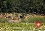 Image of gazelles Sub Saharan Africa, 1958, second 20 stock footage video 65675058735