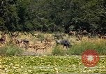 Image of gazelles Sub Saharan Africa, 1958, second 21 stock footage video 65675058735