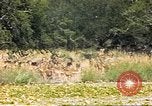 Image of gazelles Sub Saharan Africa, 1958, second 22 stock footage video 65675058735