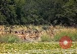 Image of gazelles Sub Saharan Africa, 1958, second 23 stock footage video 65675058735