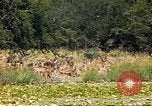 Image of gazelles Sub Saharan Africa, 1958, second 24 stock footage video 65675058735