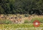 Image of gazelles Sub Saharan Africa, 1958, second 25 stock footage video 65675058735