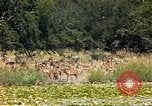 Image of gazelles Sub Saharan Africa, 1958, second 26 stock footage video 65675058735