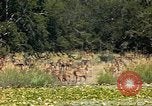 Image of gazelles Sub Saharan Africa, 1958, second 27 stock footage video 65675058735