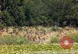 Image of gazelles Sub Saharan Africa, 1958, second 28 stock footage video 65675058735