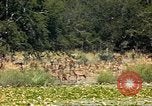 Image of gazelles Sub Saharan Africa, 1958, second 29 stock footage video 65675058735